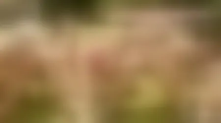 Site thumbnail