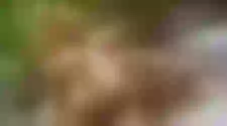 Site thumbnail