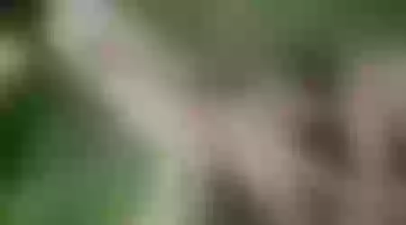 Site thumbnail