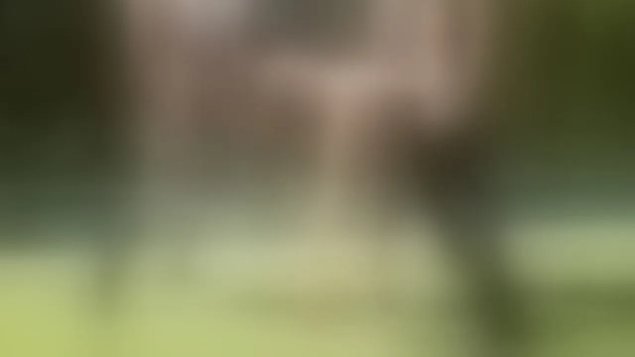 Site thumbnail